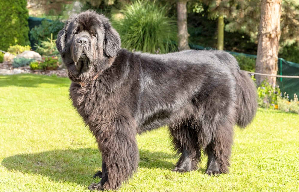 「ライオン脱走」投稿がネットで拡散⇒たてがみ風に毛を刈られた犬だった　専門家「剃毛は推奨されない」との指摘も