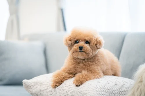 愛犬中心に生活してる人あるある