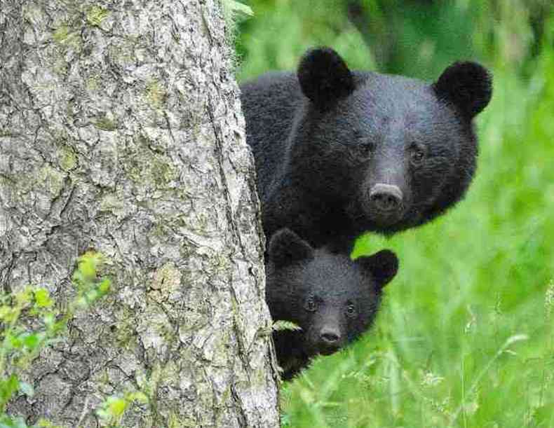 《猟友会にも寄せられるクレーム》罠にかかった凶暴なクマの映像に「歯や爪が悪くなってかわいそう」と…クレームに直面した高齢ベテランハンターの“嘆き”とは