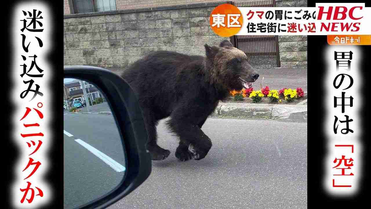 《猟友会にも寄せられるクレーム》罠にかかった凶暴なクマの映像に「歯や爪が悪くなってかわいそう」と…クレームに直面した高齢ベテランハンターの“嘆き”とは