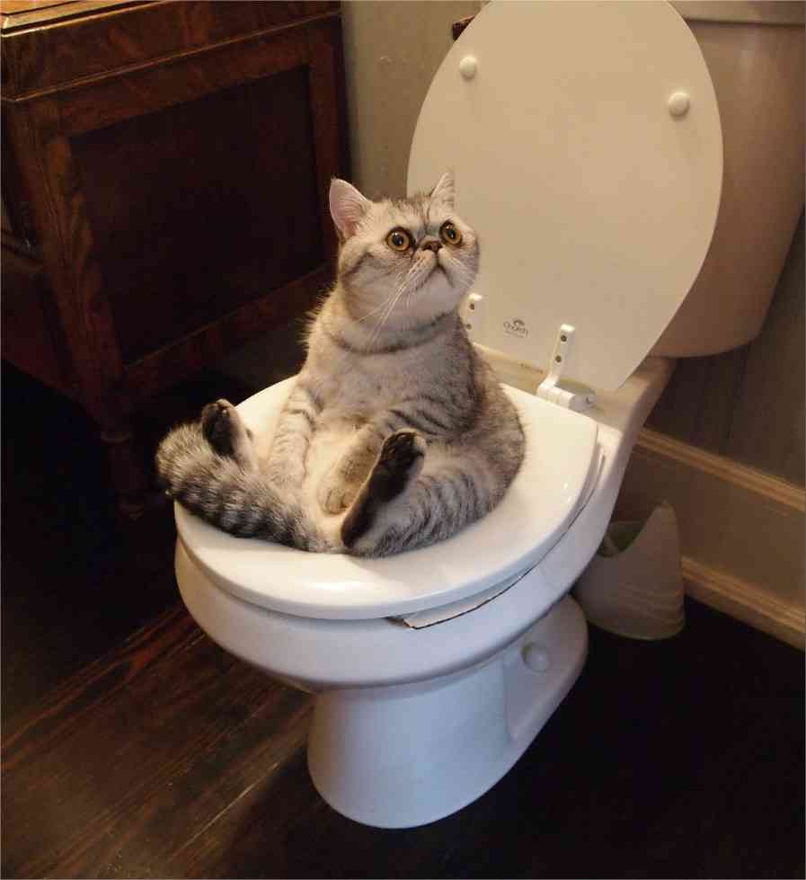 猫用自動トイレのおすすめ教えてください