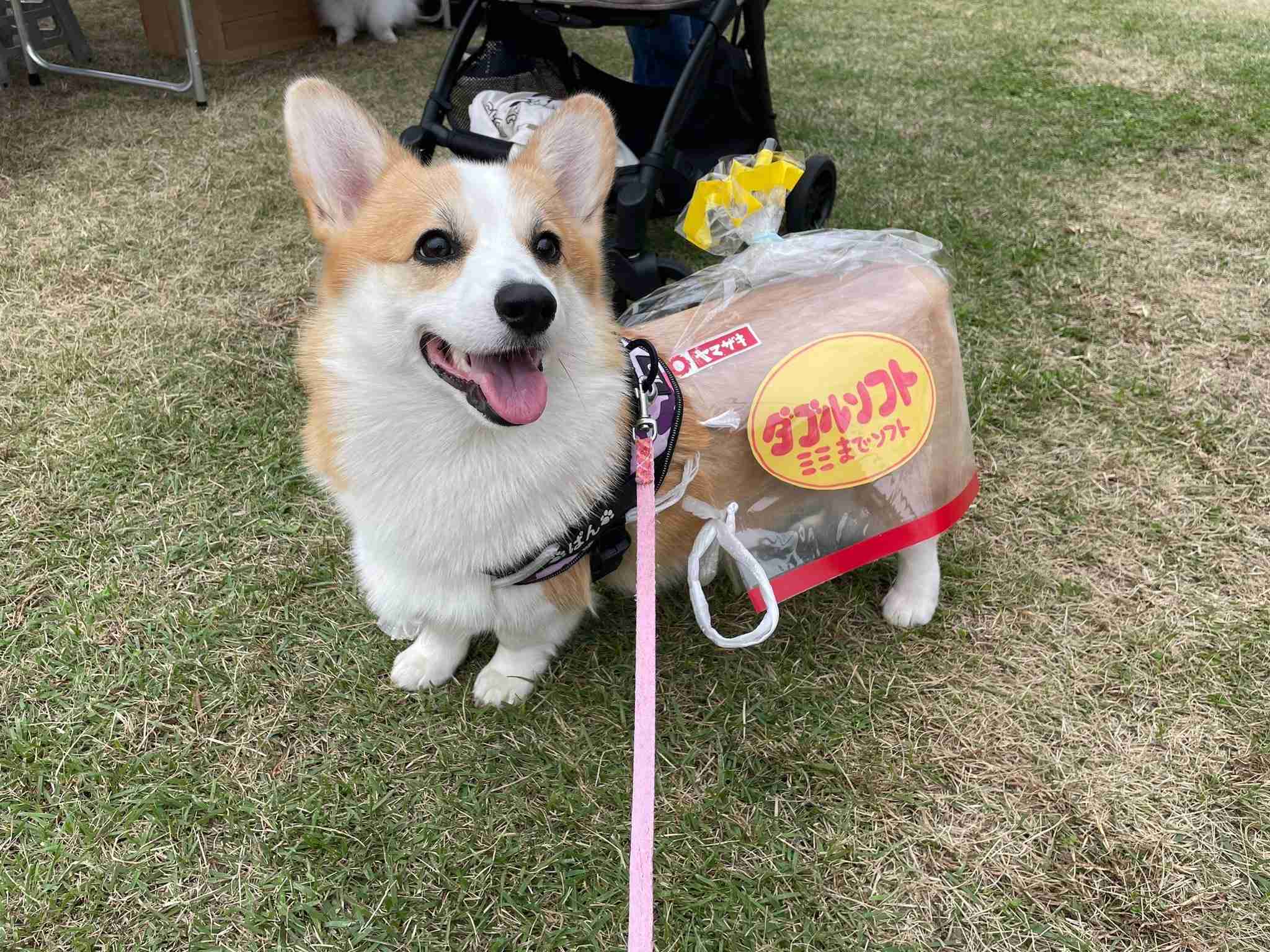 散歩の帰り道で突然力尽きたコーギーに注目集まる⇨「電池切れ」「コーギーあるある」の声