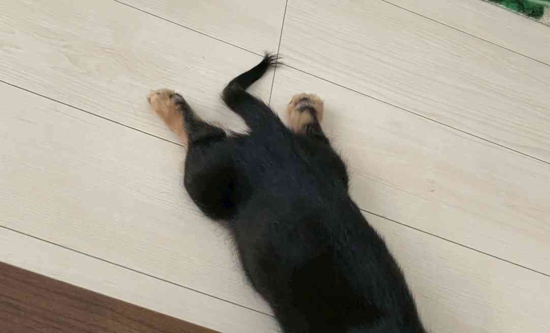 散歩の帰り道で突然力尽きたコーギーに注目集まる⇨「電池切れ」「コーギーあるある」の声