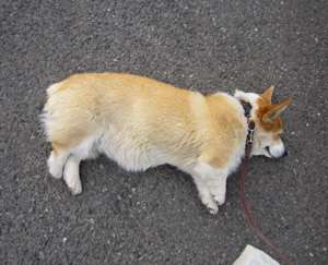 散歩の帰り道で突然力尽きたコーギーに注目集まる⇨「電池切れ」「コーギーあるある」の声