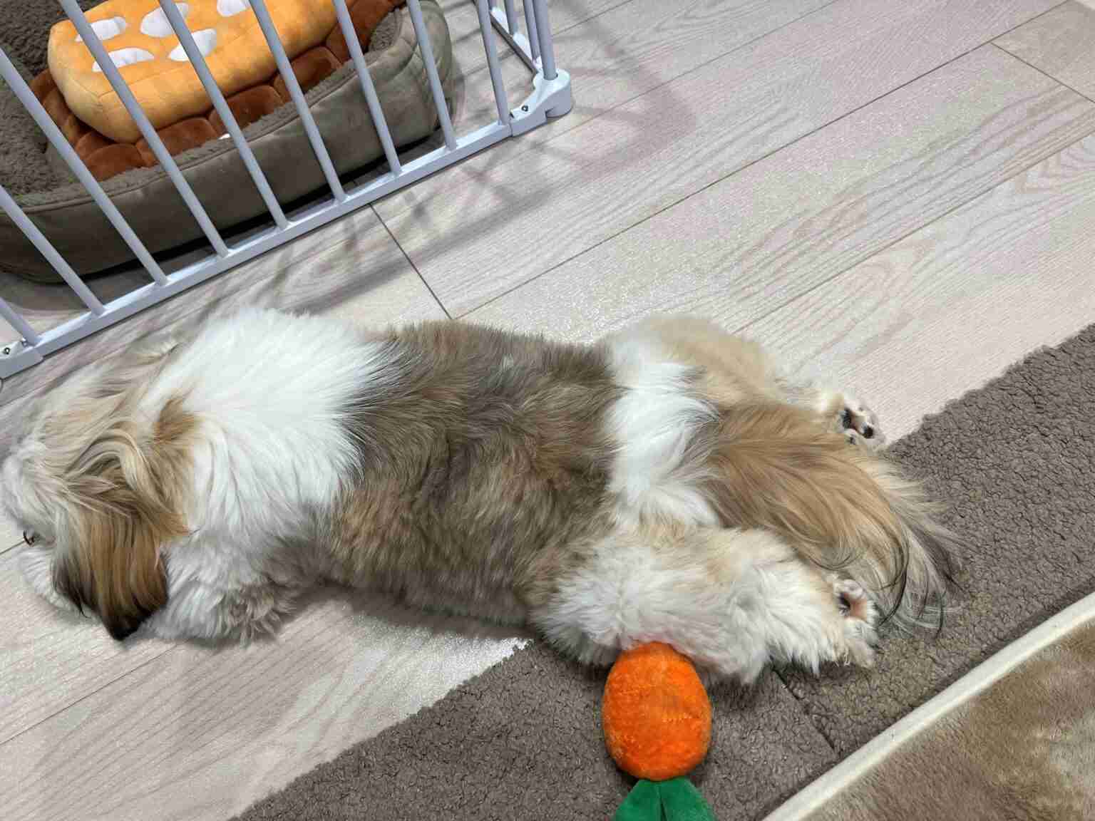 散歩の帰り道で突然力尽きたコーギーに注目集まる⇨「電池切れ」「コーギーあるある」の声