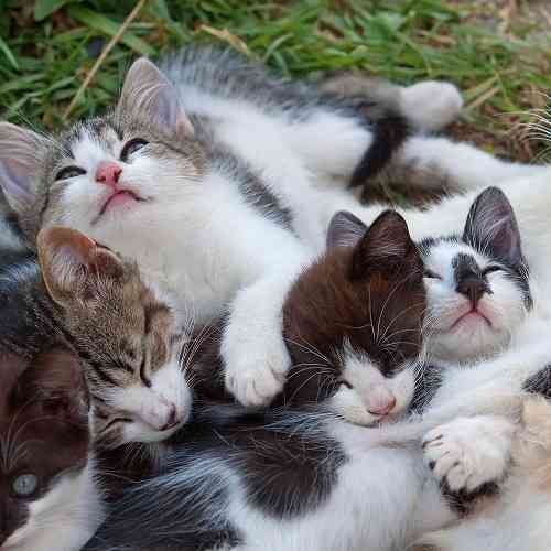 【ペット】一匹から二匹に増やした時どうでしたか?