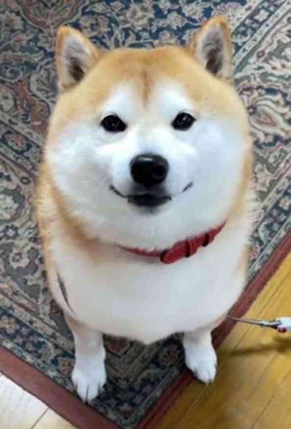 【ペット】一匹から二匹に増やした時どうでしたか?