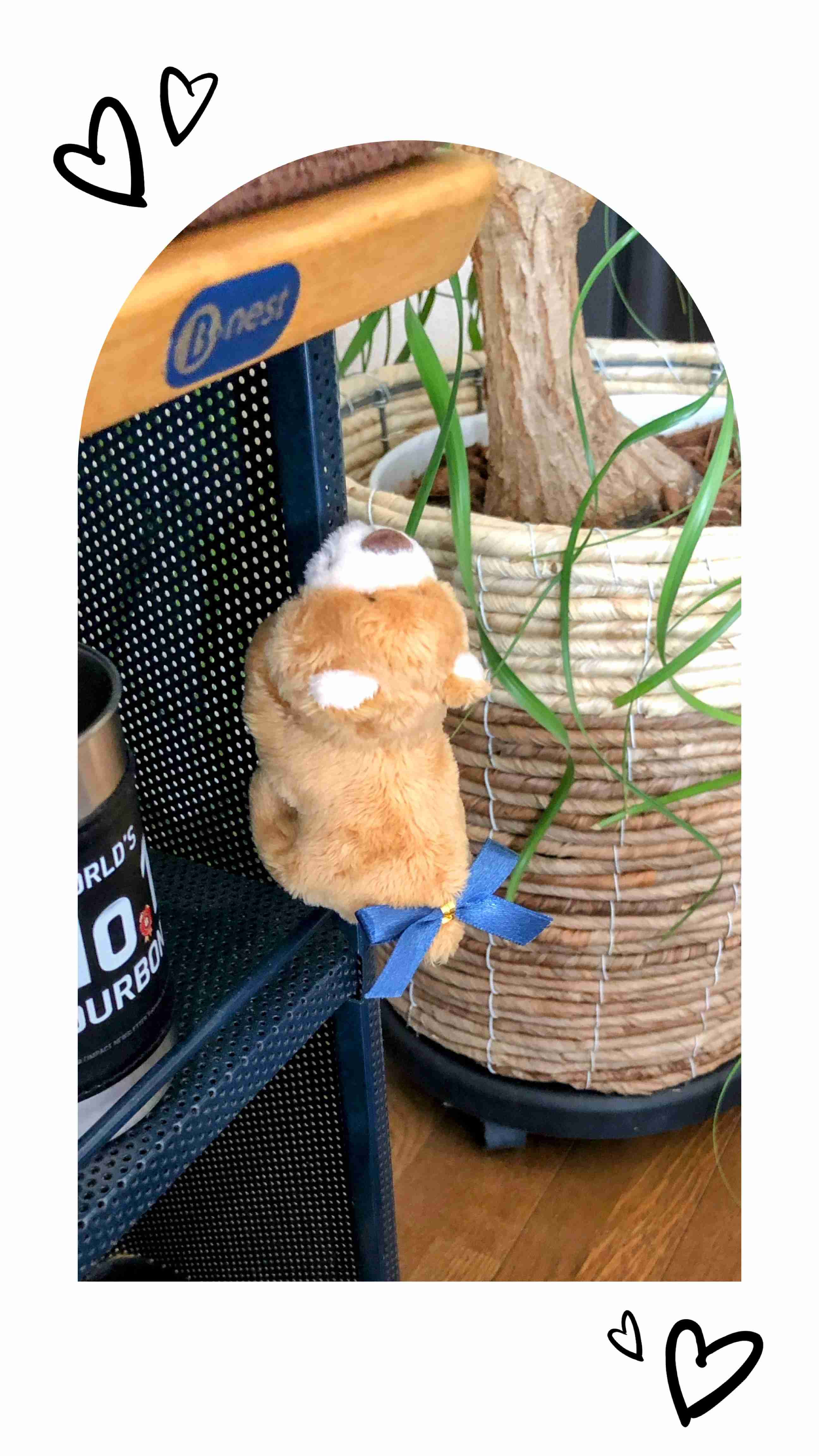 【ネタ】家にいる熊ʕ•ᴥ•ʔを探そう【雑談】