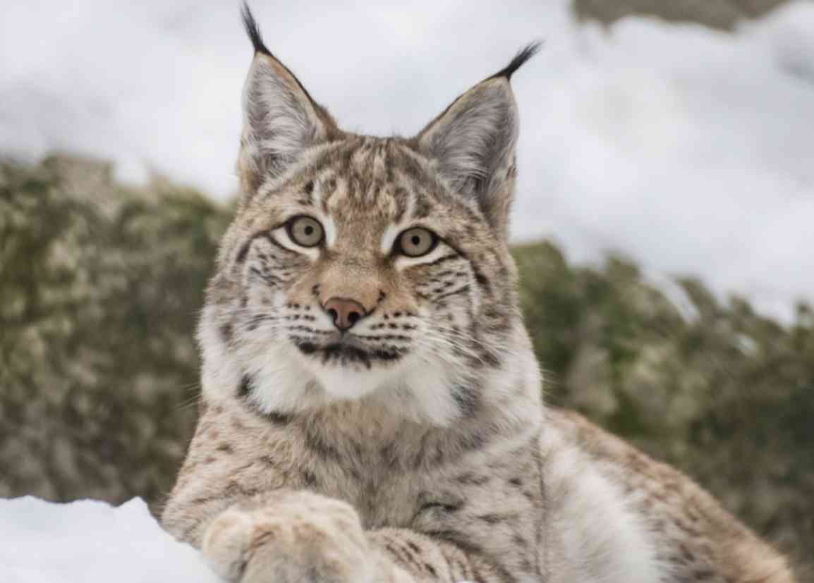 飼えるものなら飼いたい動物