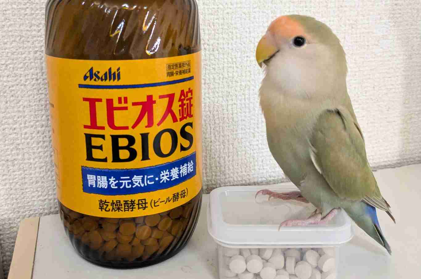 飼えるものなら飼いたい動物