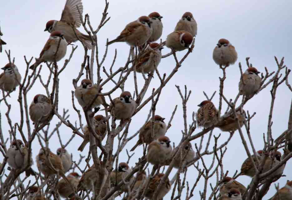 飼えるものなら飼いたい動物