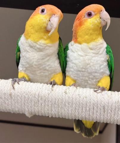 飼えるものなら飼いたい動物