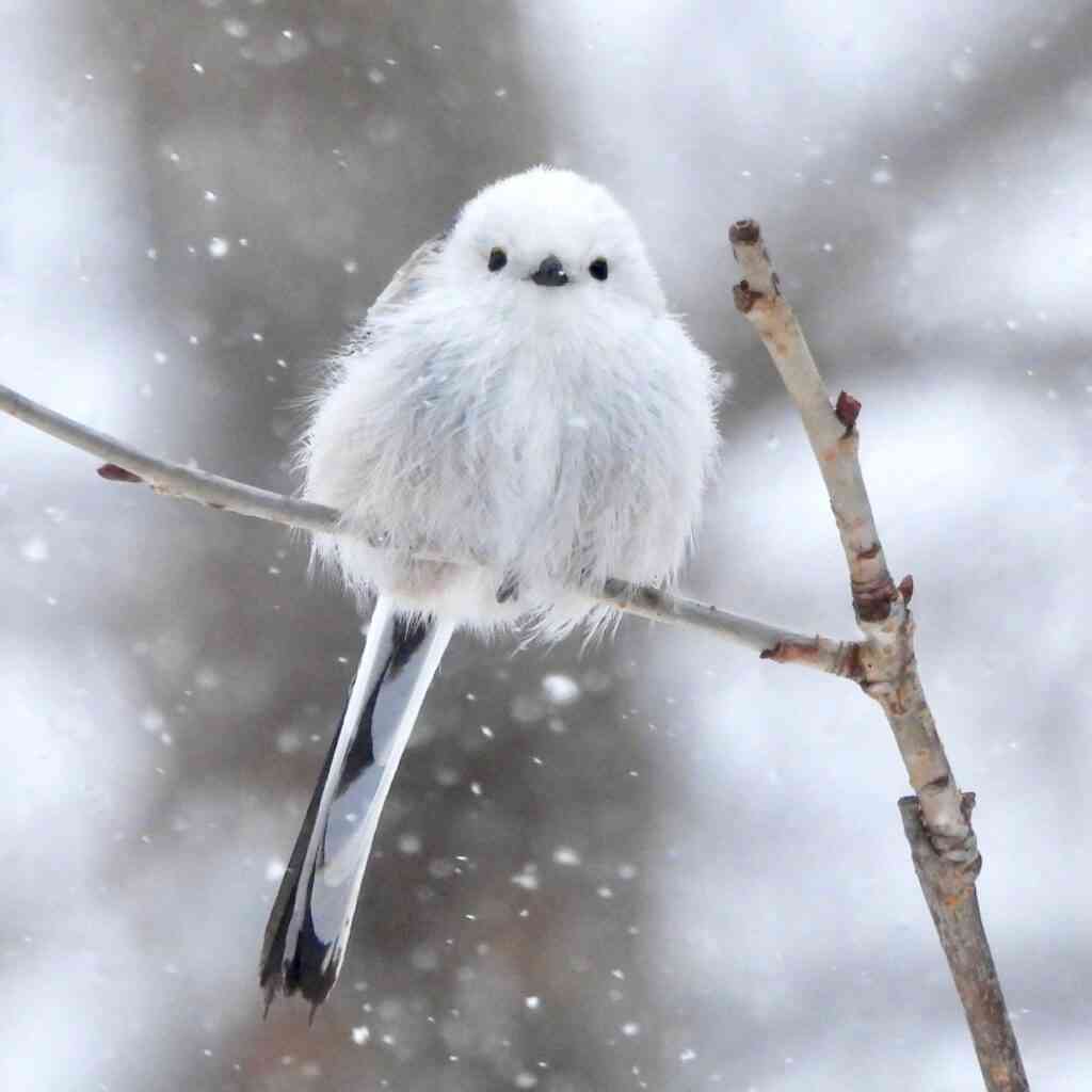飼えるものなら飼いたい動物