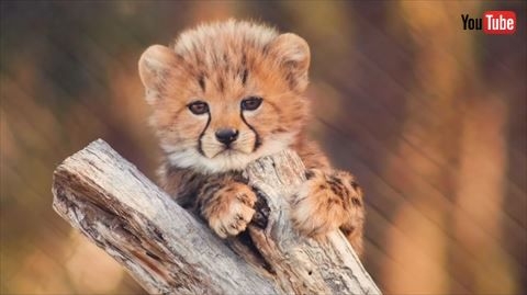 飼えるものなら飼いたい動物