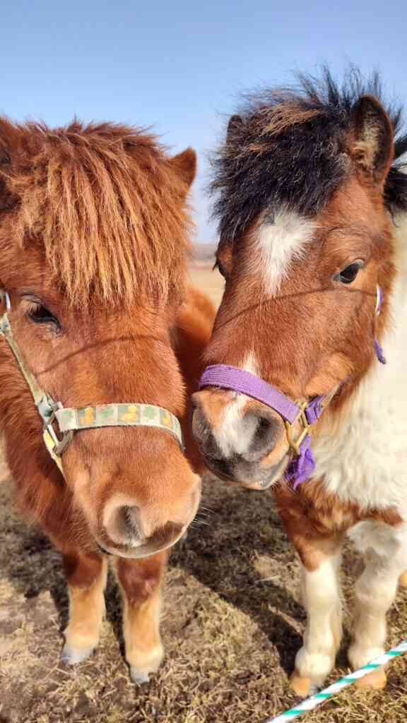 飼えるものなら飼いたい動物