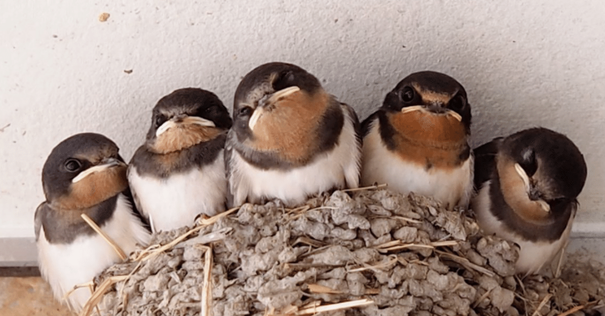 飼えるものなら飼いたい動物
