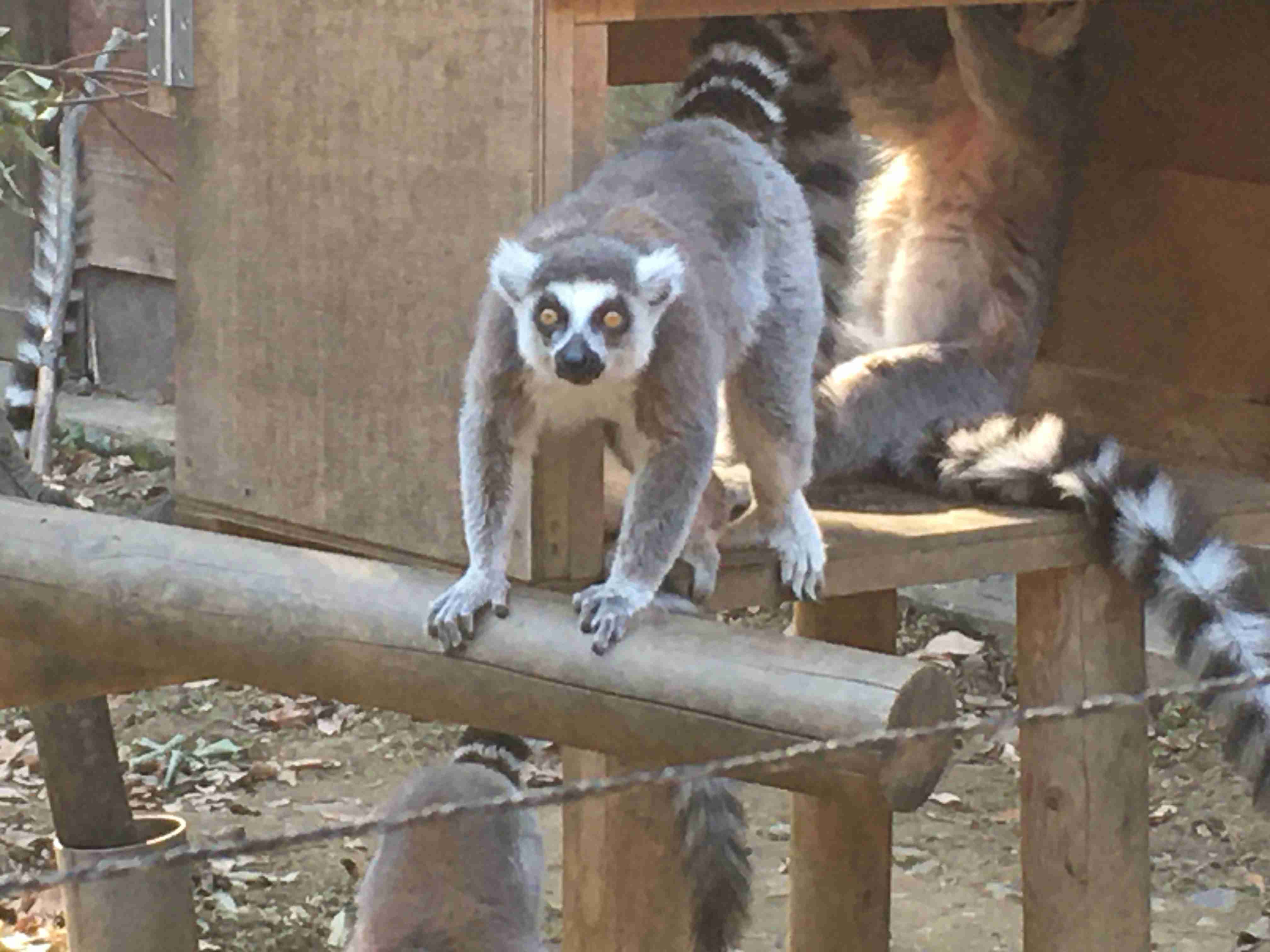 飼えるものなら飼いたい動物