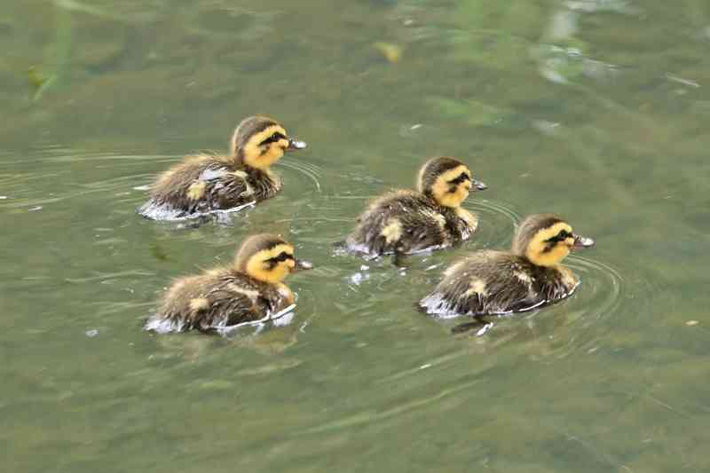 飼えるものなら飼いたい動物