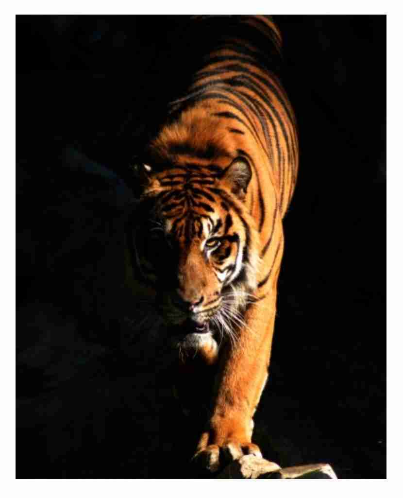 飼えるものなら飼いたい動物