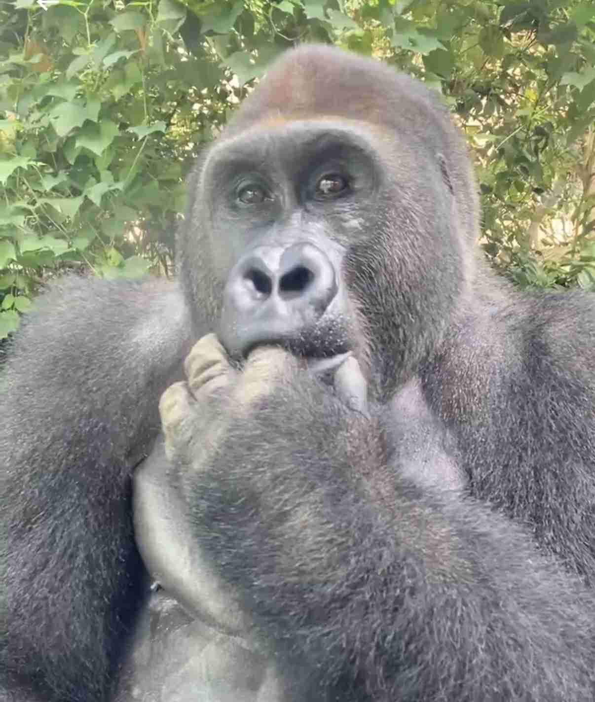 飼えるものなら飼いたい動物