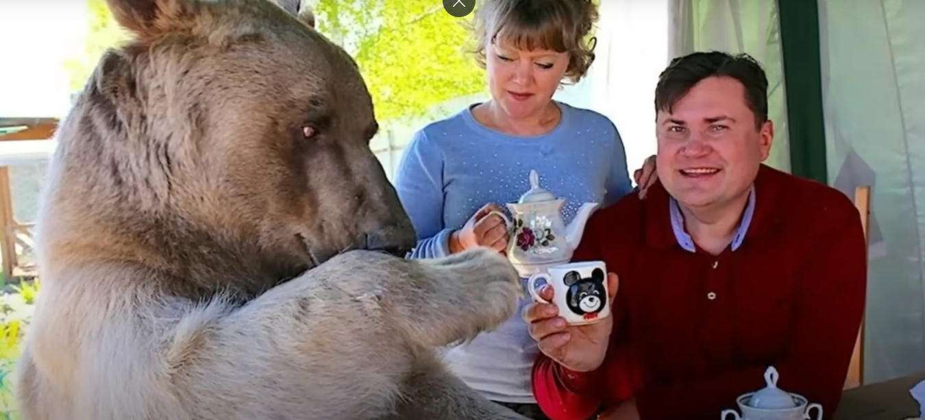 飼えるものなら飼いたい動物