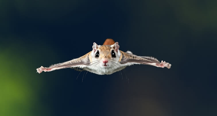 飼えるものなら飼いたい動物