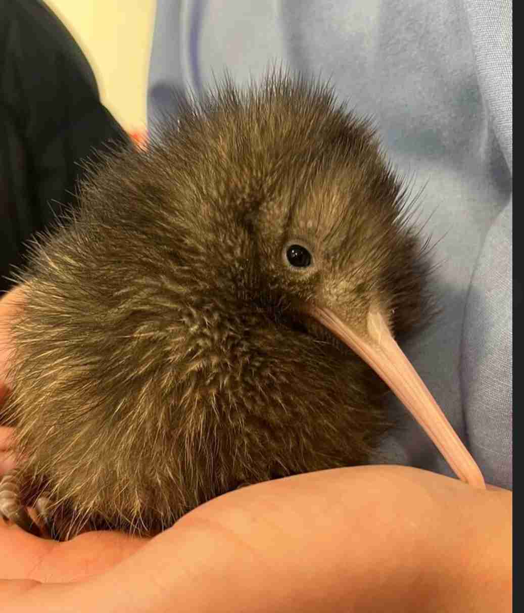 飼えるものなら飼いたい動物