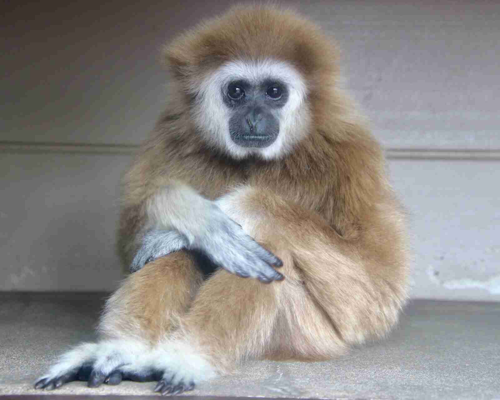 飼えるものなら飼いたい動物