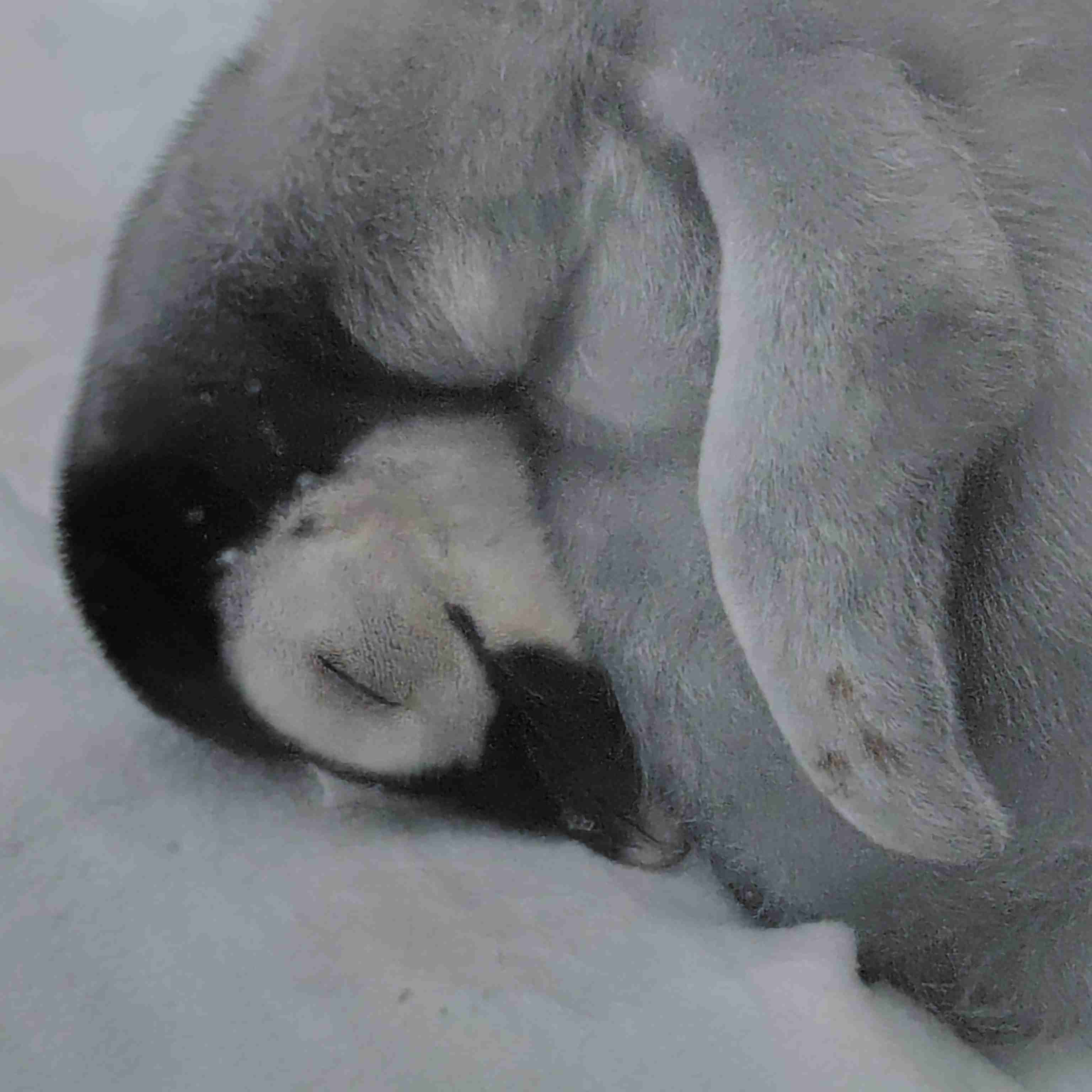 ペンギンを愛でる（めでる）トピ