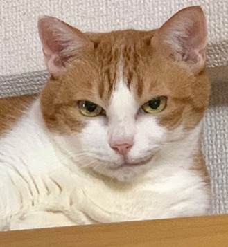【スギちゃん雑談】過ごしやすい季節になってきたぜぇ 雑談するぜぇ【part112】