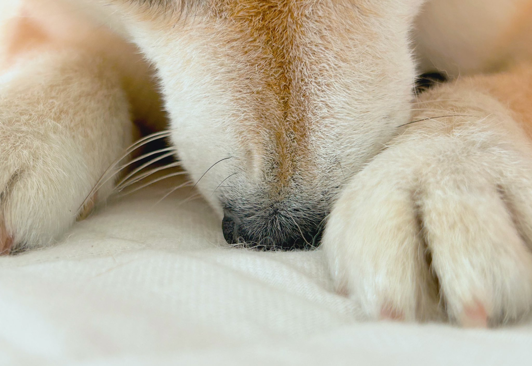 【スギちゃん雑談】過ごしやすい季節になってきたぜぇ 雑談するぜぇ【part112】