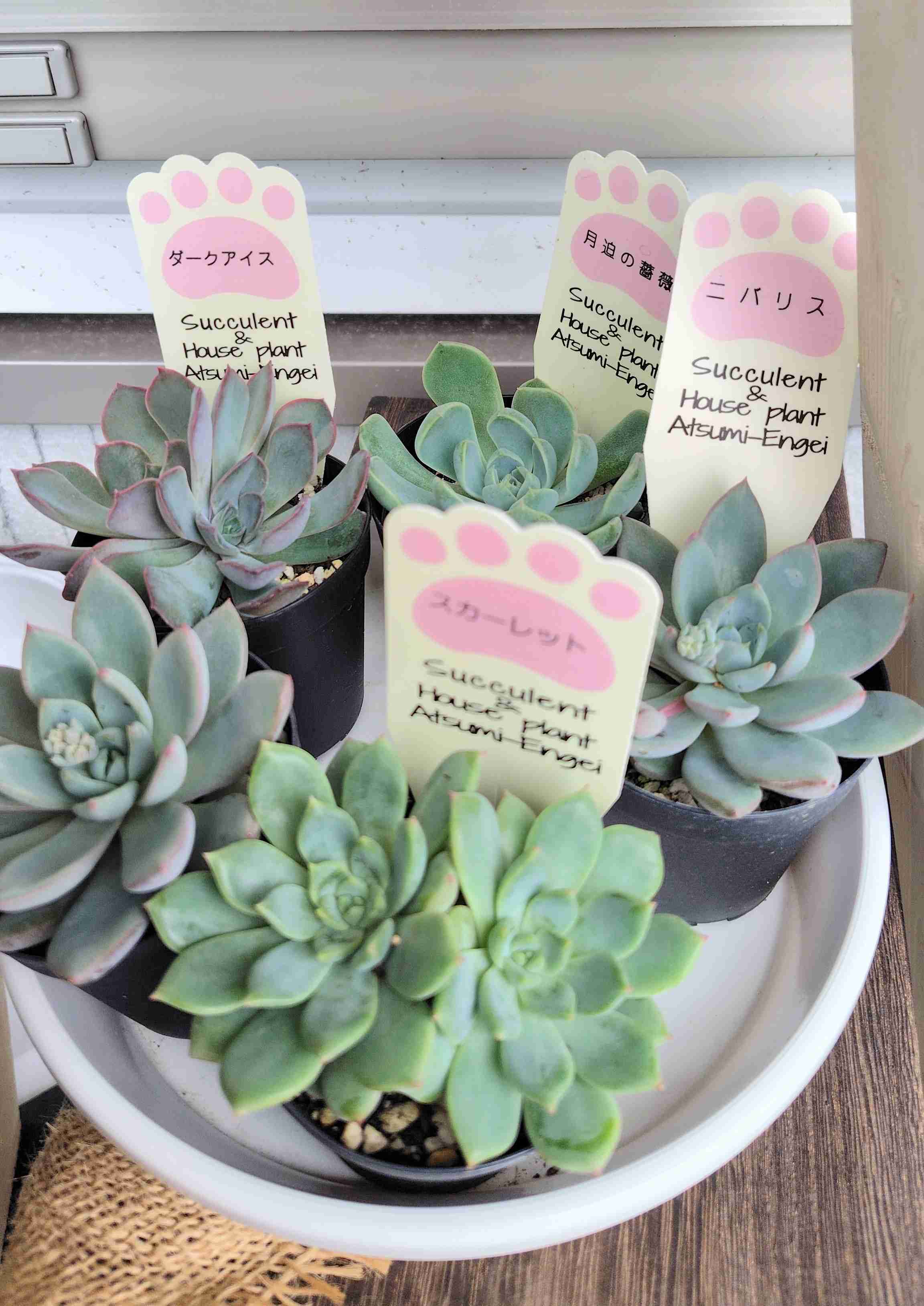 園芸店・ホムセンの園芸コーナーが好きな人【ガーデニング】Part6