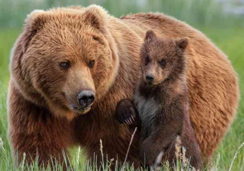 クマ被害続出も過熱する報道に現役猟師・東出昌大が語る「クマはそんな危ないもんじゃない」理由