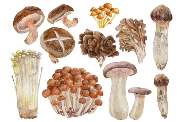 【シイタケ・えのき】キノコ好きな人【舞茸・しめじ・エリンギ】