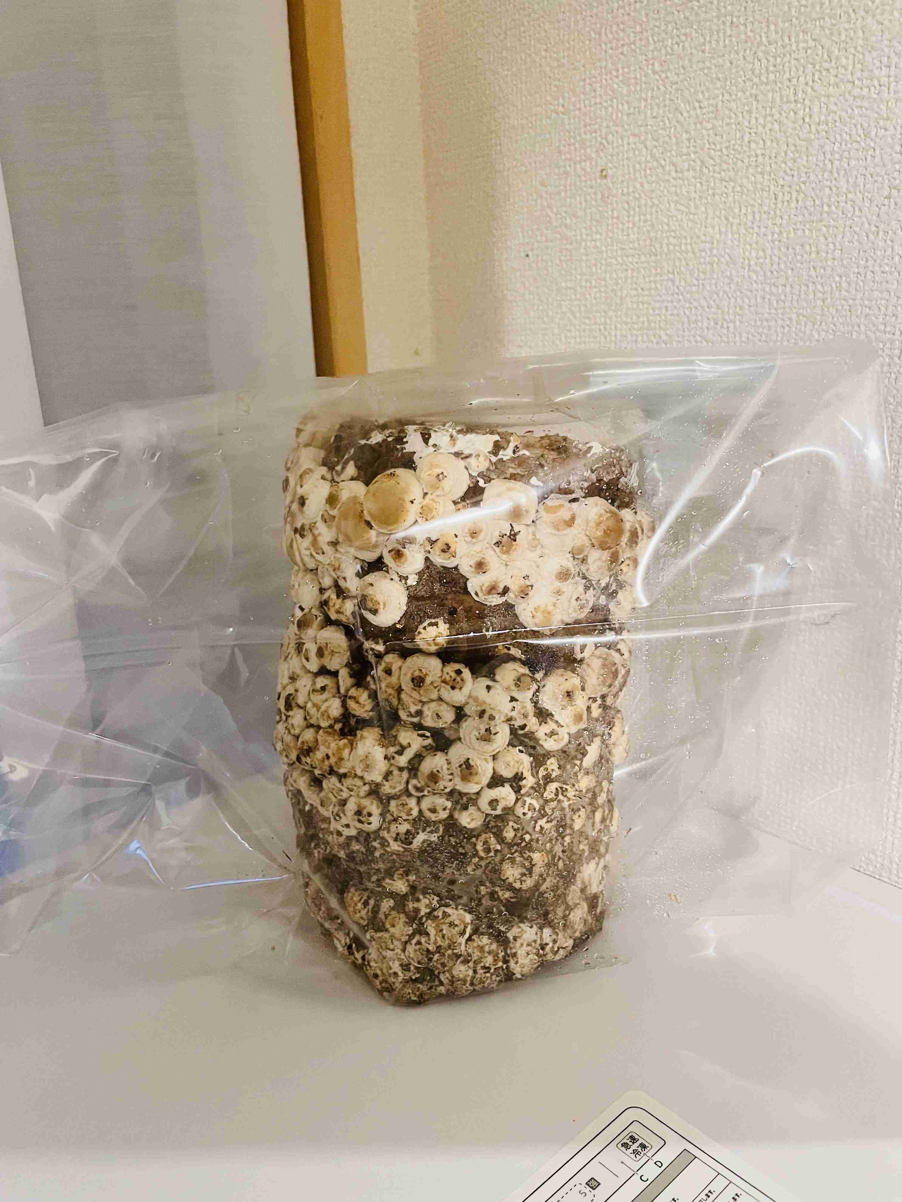 【シイタケ・えのき】キノコ好きな人【舞茸・しめじ・エリンギ】