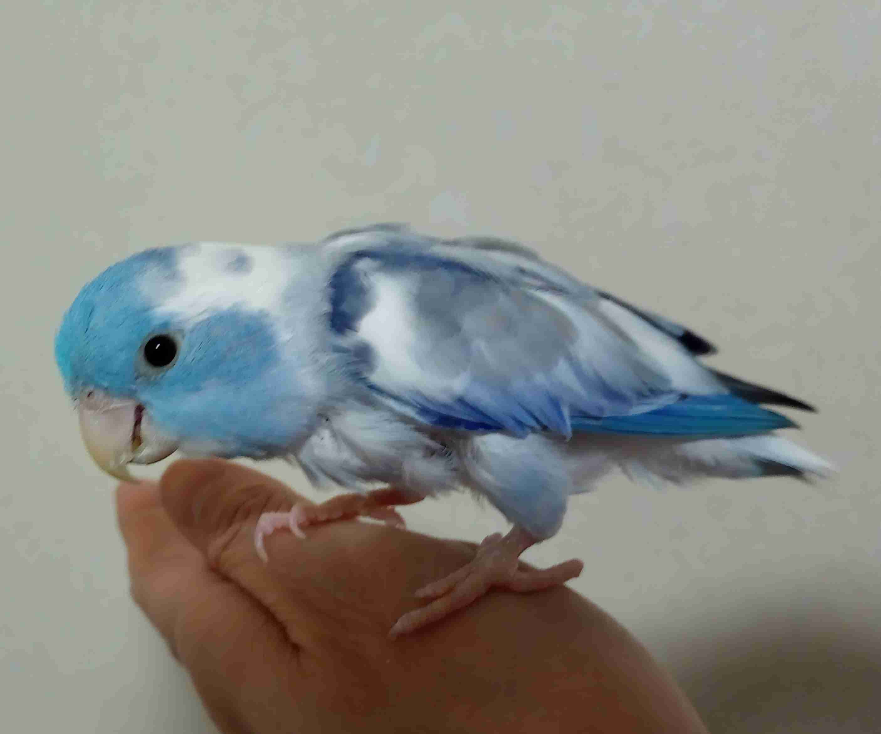 似てると言われた動物