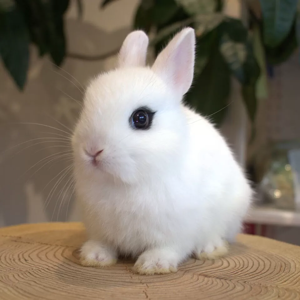 似てると言われた動物