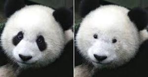 大越健介氏「パンダに影響してほしくない」中国の「パンダ貸し出し停止」報道に訴え