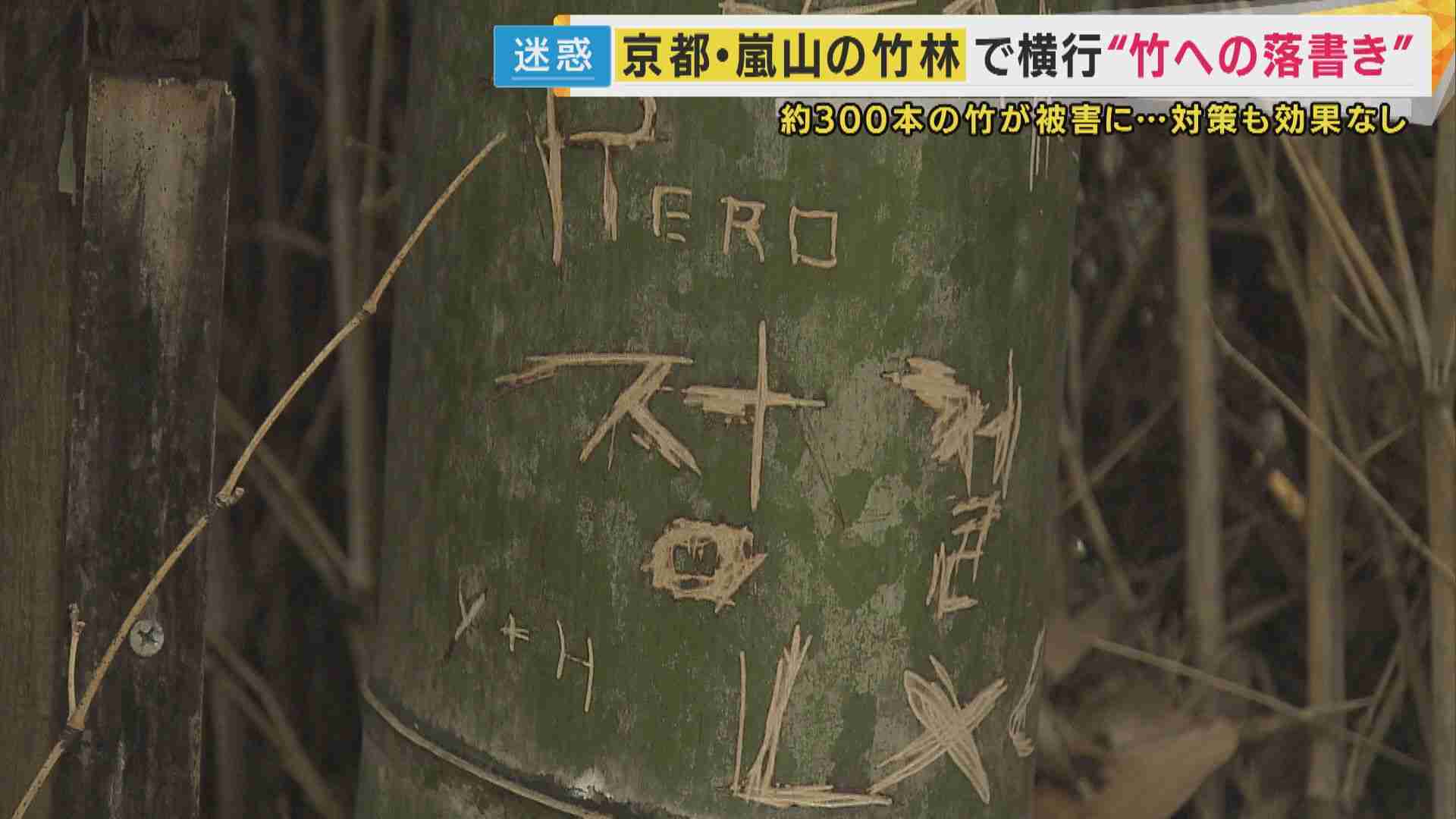 嵐山「竹林の小径」、落書き防止へ試験伐採…京都市「外国人向けの注意喚起の情報発信も準備を進めていく」
