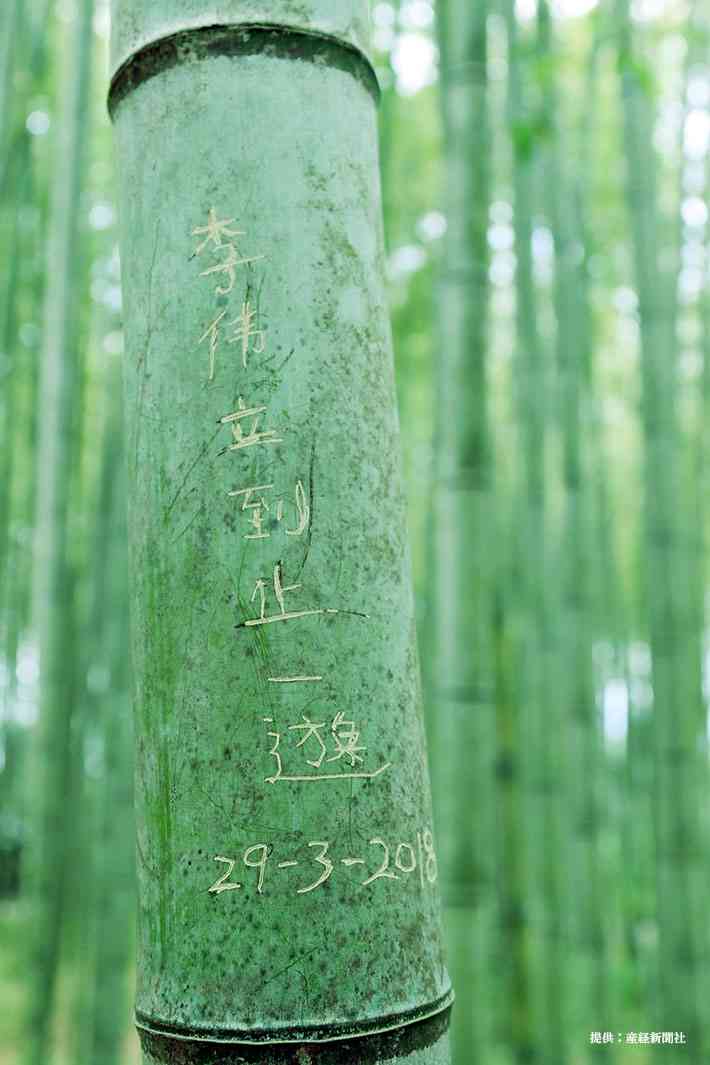 嵐山「竹林の小径」、落書き防止へ試験伐採…京都市「外国人向けの注意喚起の情報発信も準備を進めていく」