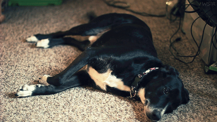 秋だから… シネマグラフをみんなで貼ろう