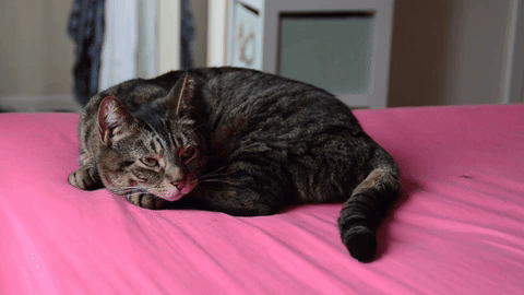 秋だから… シネマグラフをみんなで貼ろう