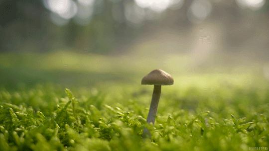 秋だから… シネマグラフをみんなで貼ろう