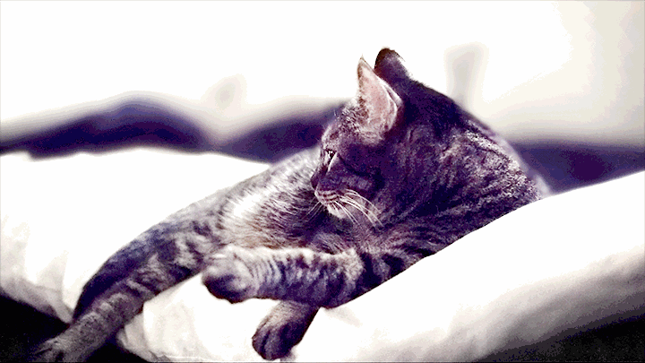 秋だから… シネマグラフをみんなで貼ろう