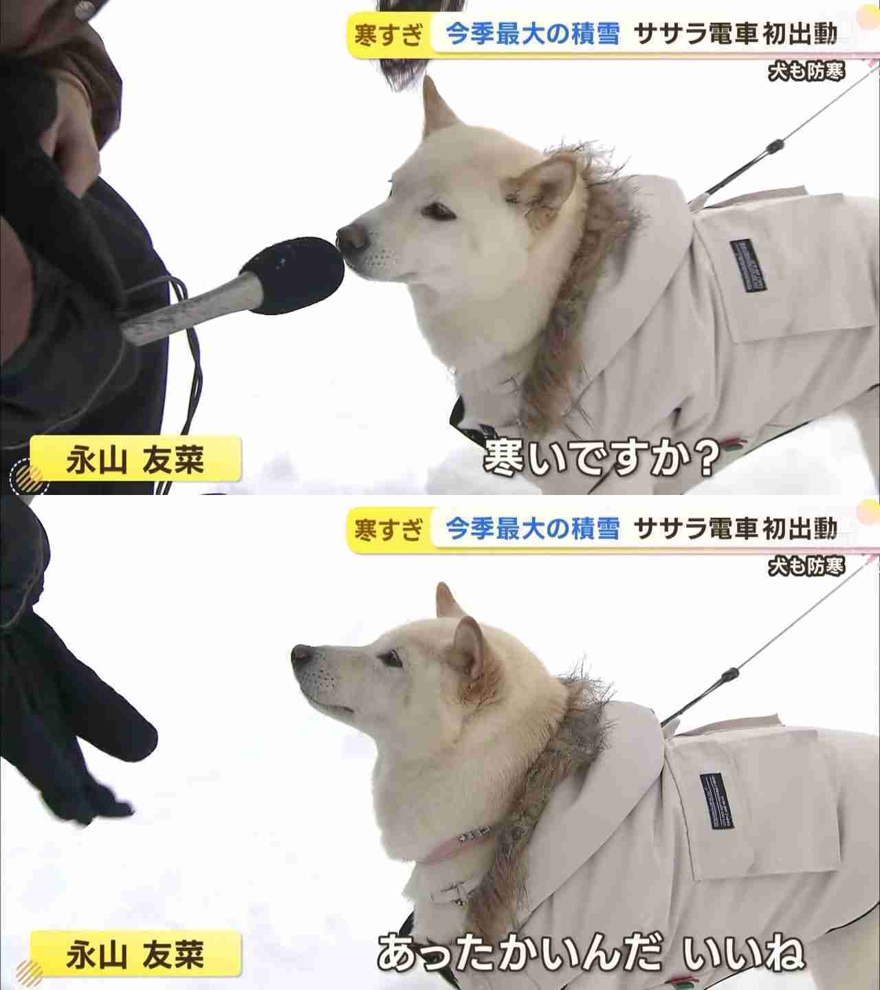 札幌で今季初積雪　平年より4日早い　一気に12cm積もる