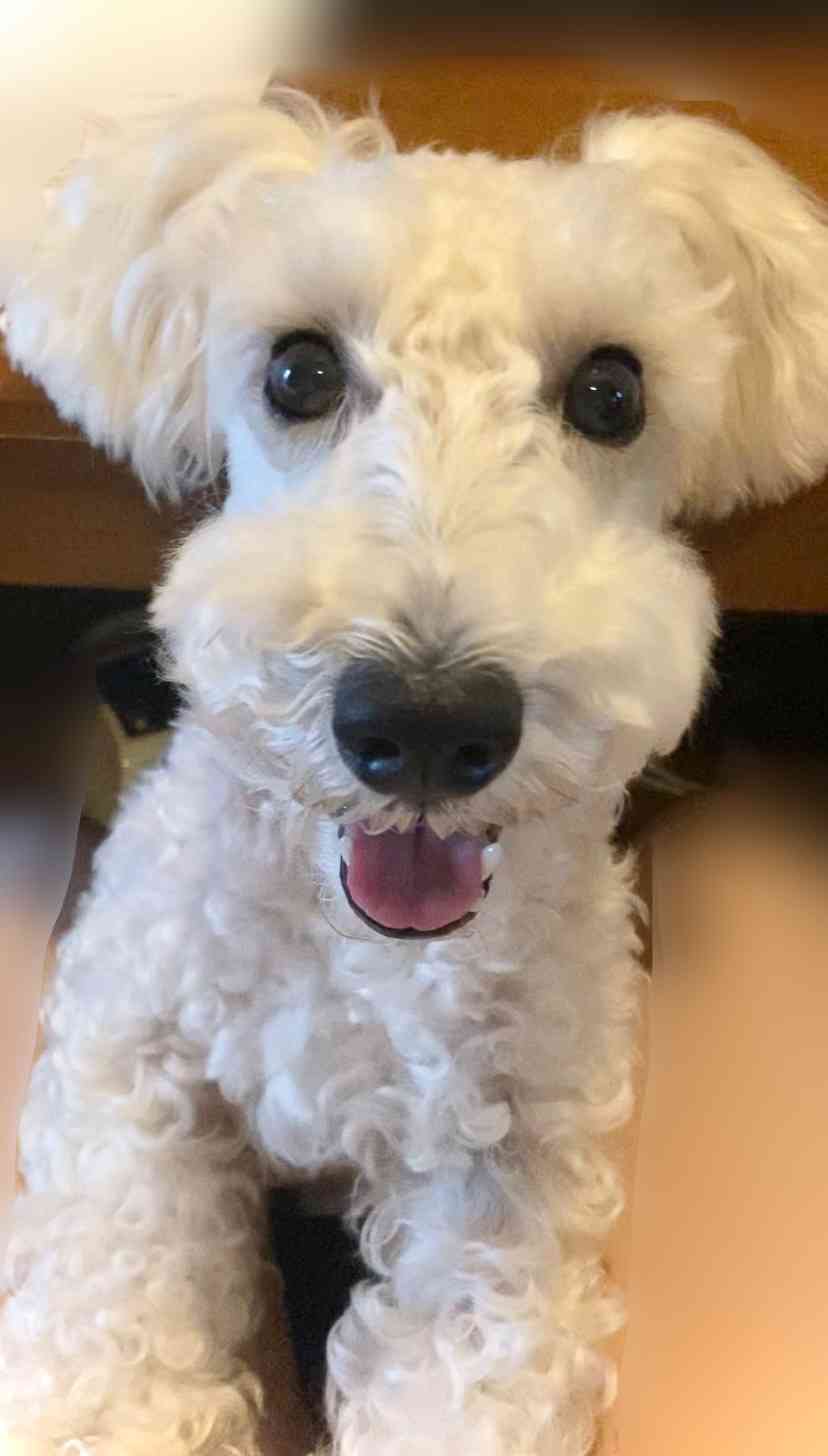 ミニシュナ飼ってる人達集合〜！