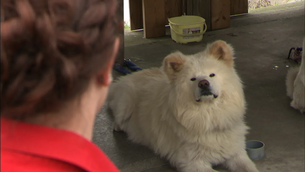 「骨が皮膚を突き破るほどの衝撃」南陽市職員がクマ警戒中にクマに襲われる　ケガは右手開放骨折の重傷と判明（山形）