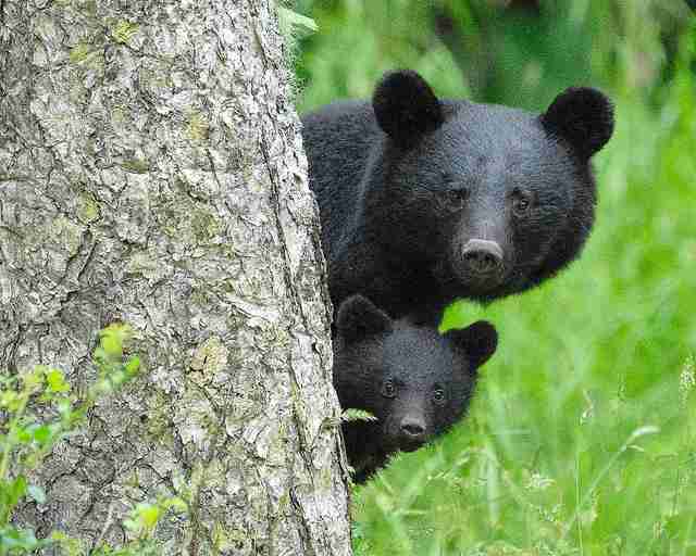 「骨が皮膚を突き破るほどの衝撃」南陽市職員がクマ警戒中にクマに襲われる　ケガは右手開放骨折の重傷と判明（山形）