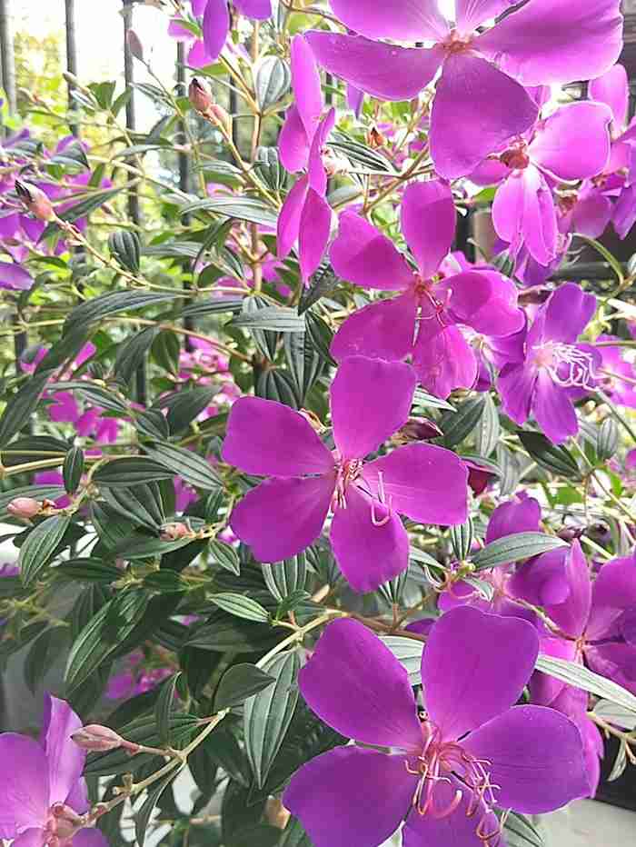【ガーデニング】ガルちゃん園芸部【花・植物】part.50