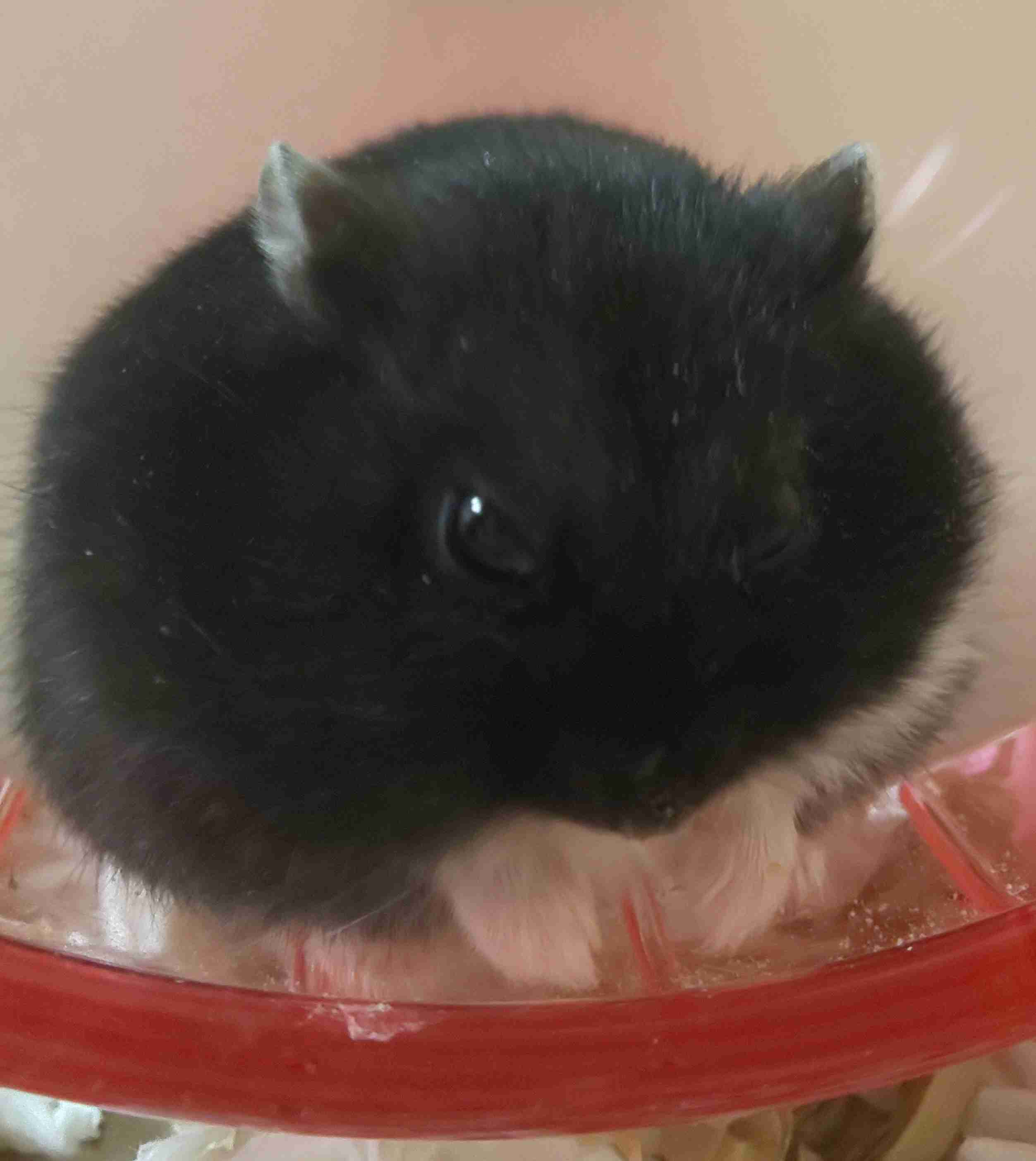 「食前と食後」ハムスターの体重測定がかわいすぎると話題に「豆大福かと思いました」「なんて愛おしい」